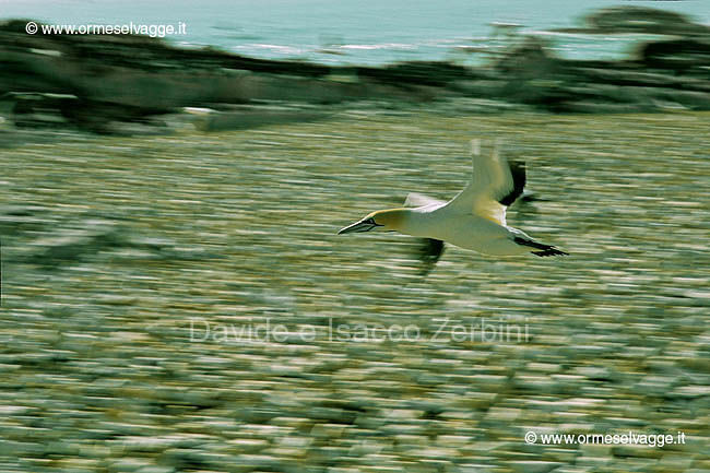 Sula del Capo in volo 44-26-01